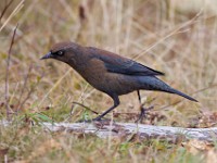 IMG 1387c  Rusty Blackbird (Euphagus carolinus) - fall/winter female